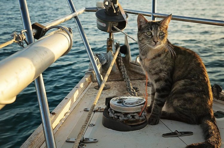 Cat sailor