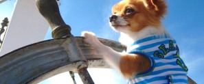 puppy sailing